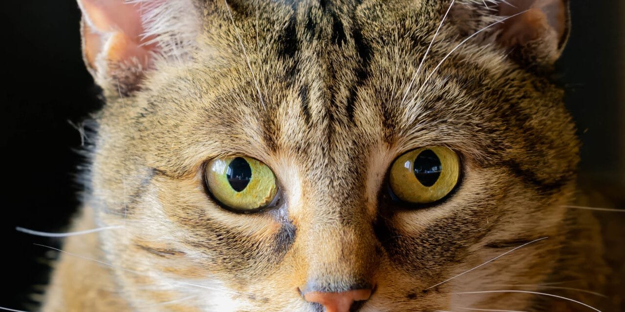 Tiere