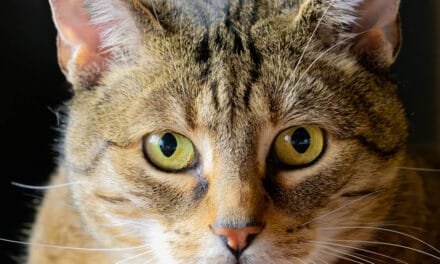 Tiere