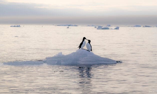 Best of Spitzbergen 2023