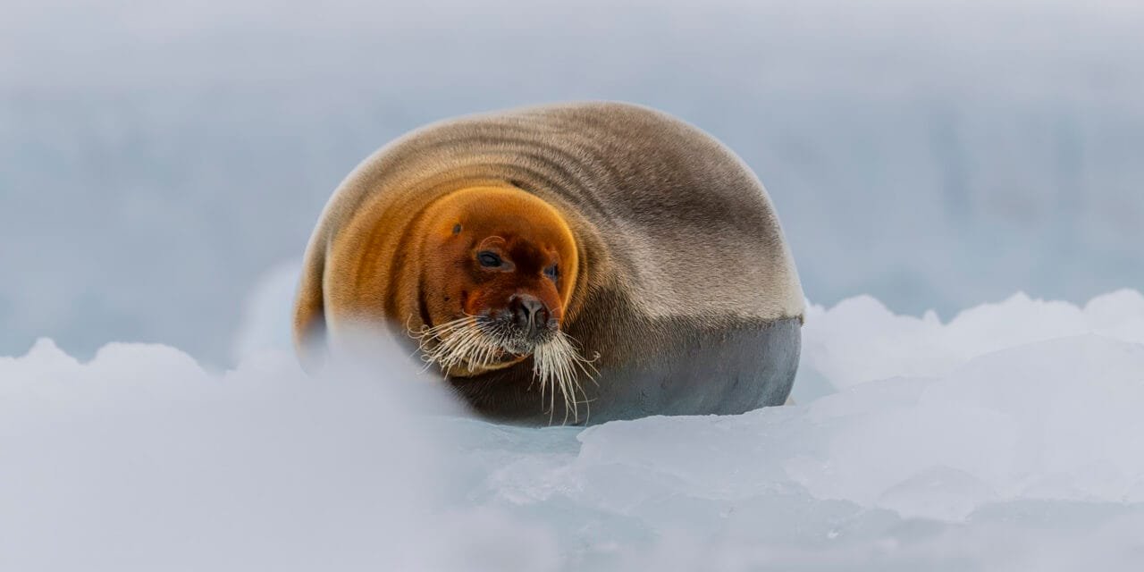 Tag 12 – Teil 1: Die schönste Robbe Norwegens und Puffins