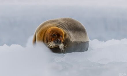 Tag 12 – Teil 1: Die schönste Robbe Norwegens und Puffins