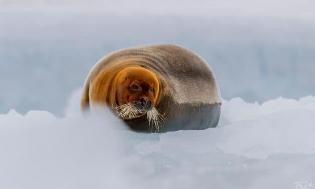 Tag 12 – Teil 1: Die schönste Robbe Norwegens und Puffins
