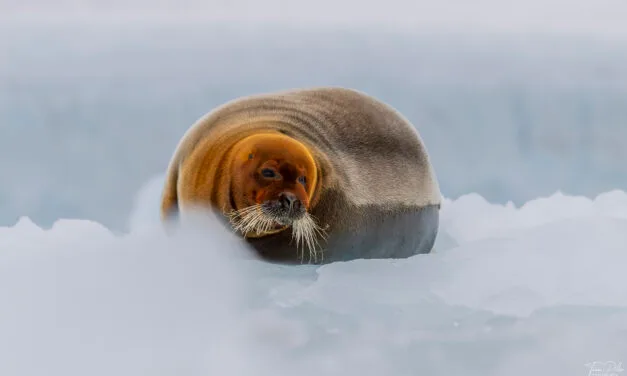 Tag 12 – Teil 1: Die schönste Robbe Norwegens und Puffins