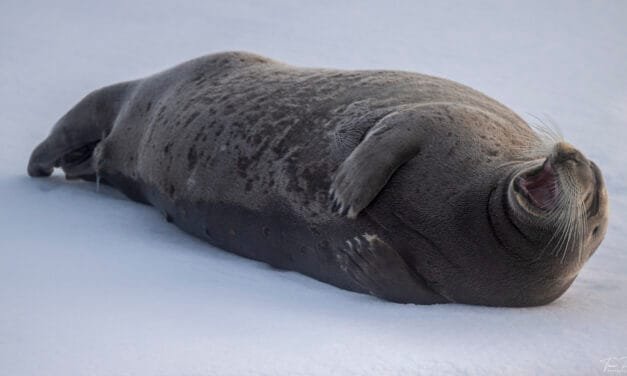 Tag 07 – Mystisches & Bartrobben