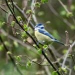 Morgenexkursion OV Weisslingen