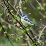 Morgenexkursion OV Weisslingen