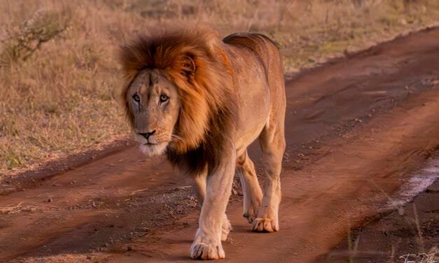 Südafrika: Tag 3 – In der Lagoon Hide