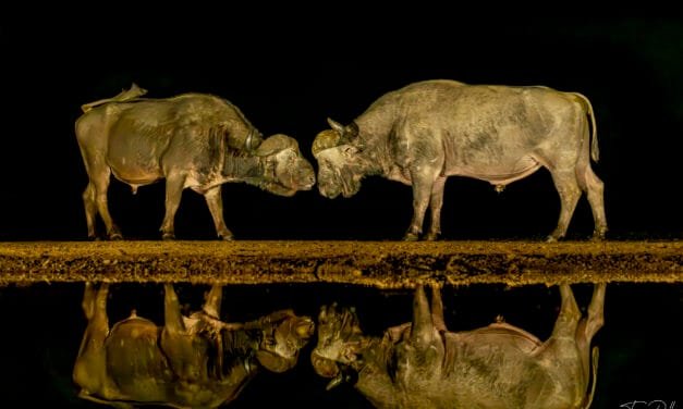 Südafrika: Tag 2 – Die erste Overnight Hide