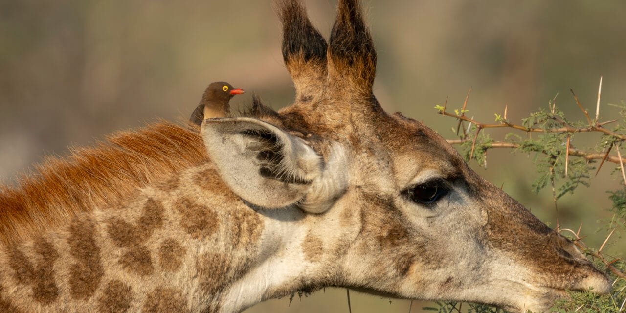 Südafrika: Tag 4 – Giraffen & Zebras, plus Overnight Hide 2