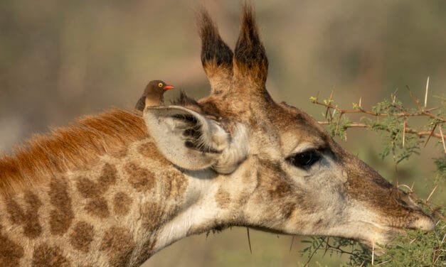 Südafrika: Tag 4 – Giraffen & Zebras, plus Overnight Hide 2