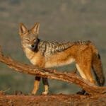 Südafrika: Tag 6 – Von Jägern und Büffeln