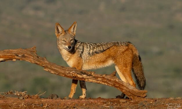 Südafrika: Tag 6 – Von Jägern und Büffeln