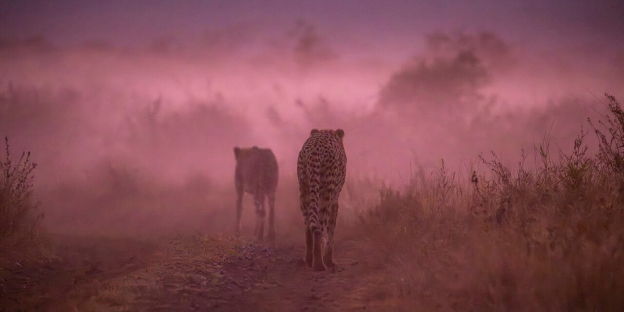 Südafrika: Tag 7 – Katzen im Nebel (und im Wasser!)