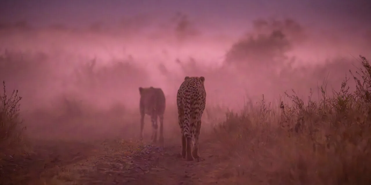 Südafrika: Tag 7 – Katzen im Nebel (und im Wasser!)