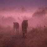 Südafrika: Tag 7 – Katzen im Nebel (und im Wasser!)