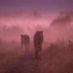 Südafrika: Tag 7 – Katzen im Nebel (und im Wasser!)