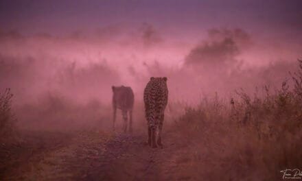 Südafrika: Tag 7 – Katzen im Nebel (und im Wasser!)