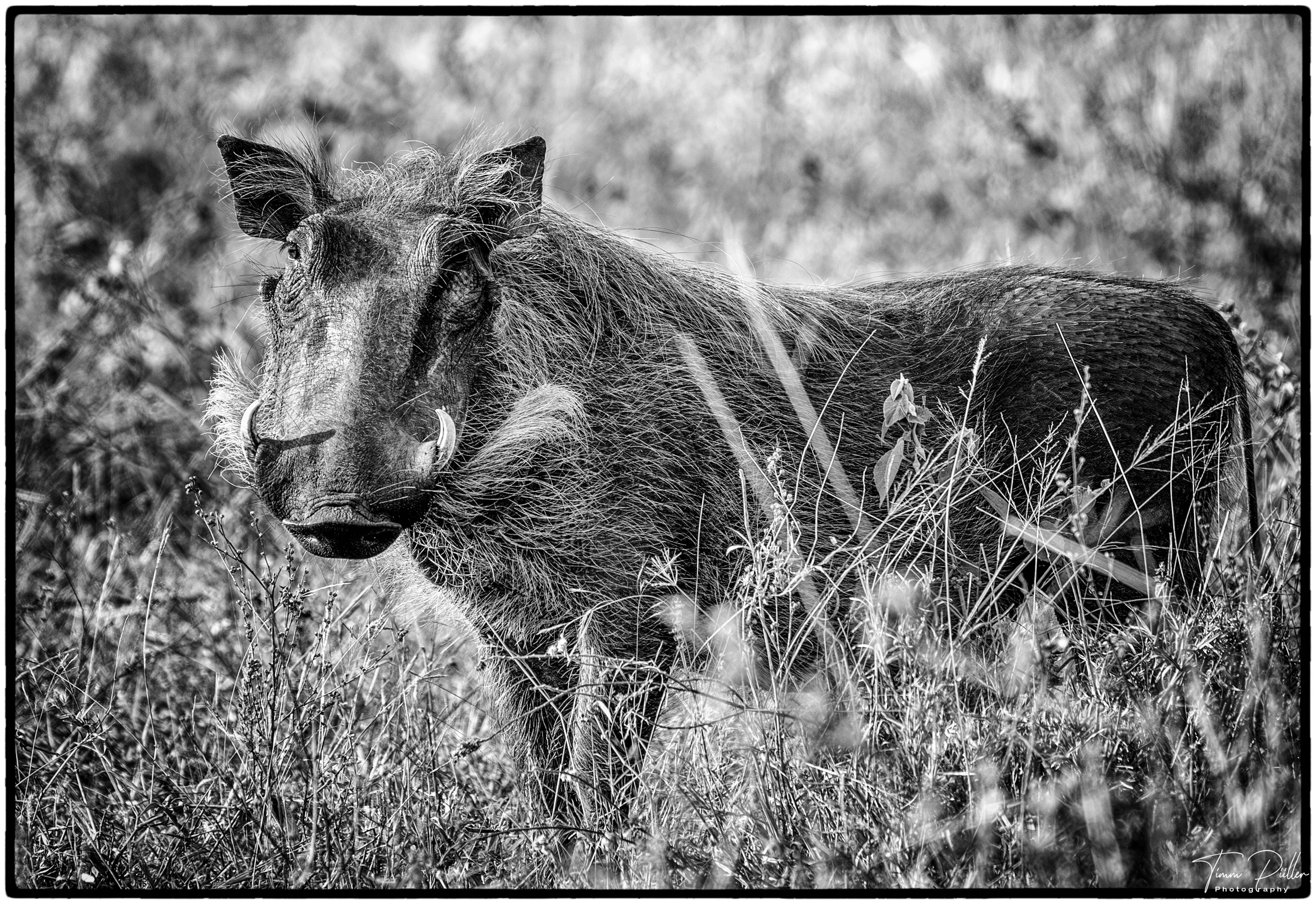 Z9W_8609-Enhanced-NR-Bearbeitet