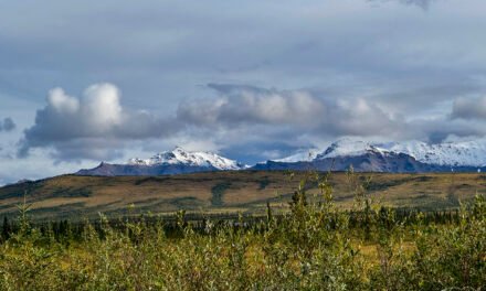 Alaska: Tag 42 – Denali II: Erste Bustour im Park
