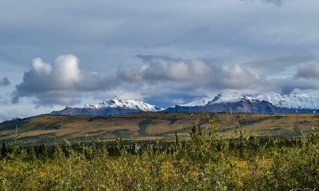 Alaska: Tag 42 – Denali II: Erste Bustour im Park