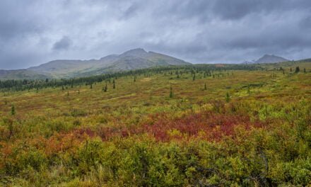 Alaska: Tag 41 – Denali I: Park im Regen