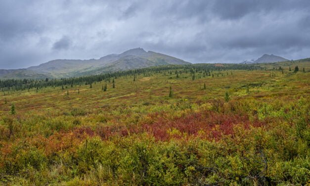 Alaska: Tag 41 – Denali I: Park im Regen