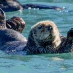 Alaska: Tag 31 – Von Ottern und Adlern