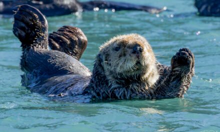 Alaska: Tag 31 – Von Ottern und Adlern