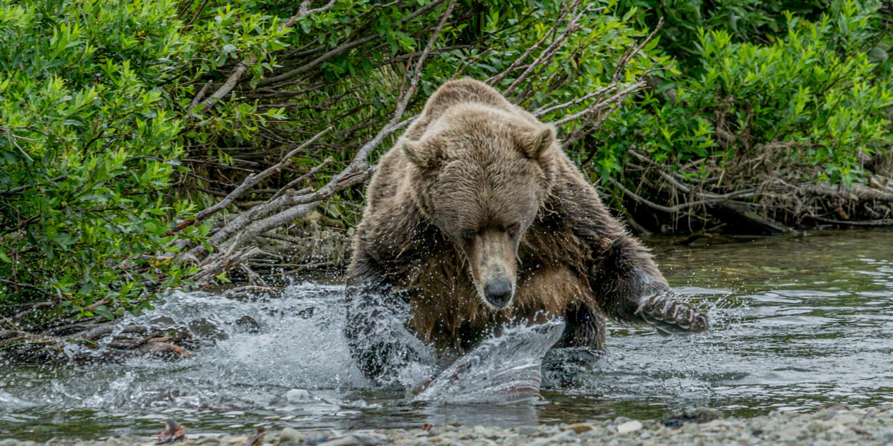 Alaska: Tag 32 – Bären in Katmai Teil 2