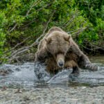Alaska: Tag 32 – Bären in Katmai Teil 2
