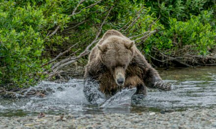Alaska: Tag 32 – Bären in Katmai Teil 2