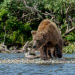 Alaska: Tag 32 – Bären in Katmai