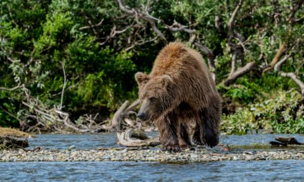 Alaska: Tag 32 – Bären in Katmai