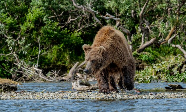 Alaska: Tag 32 – Bären in Katmai