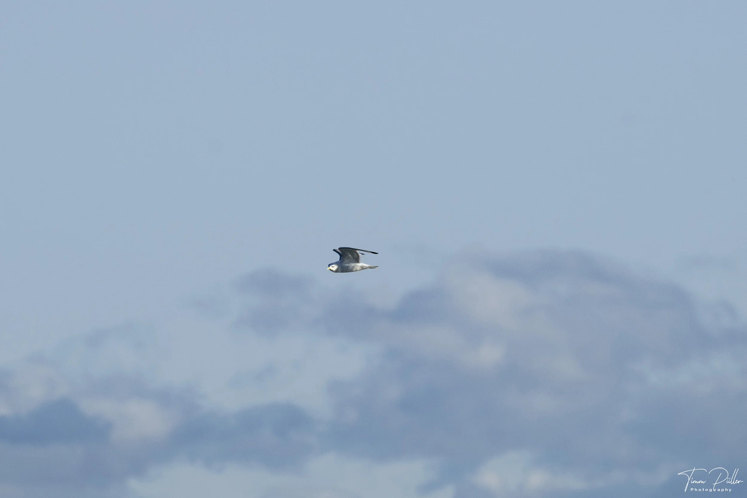 Z9W_2637
