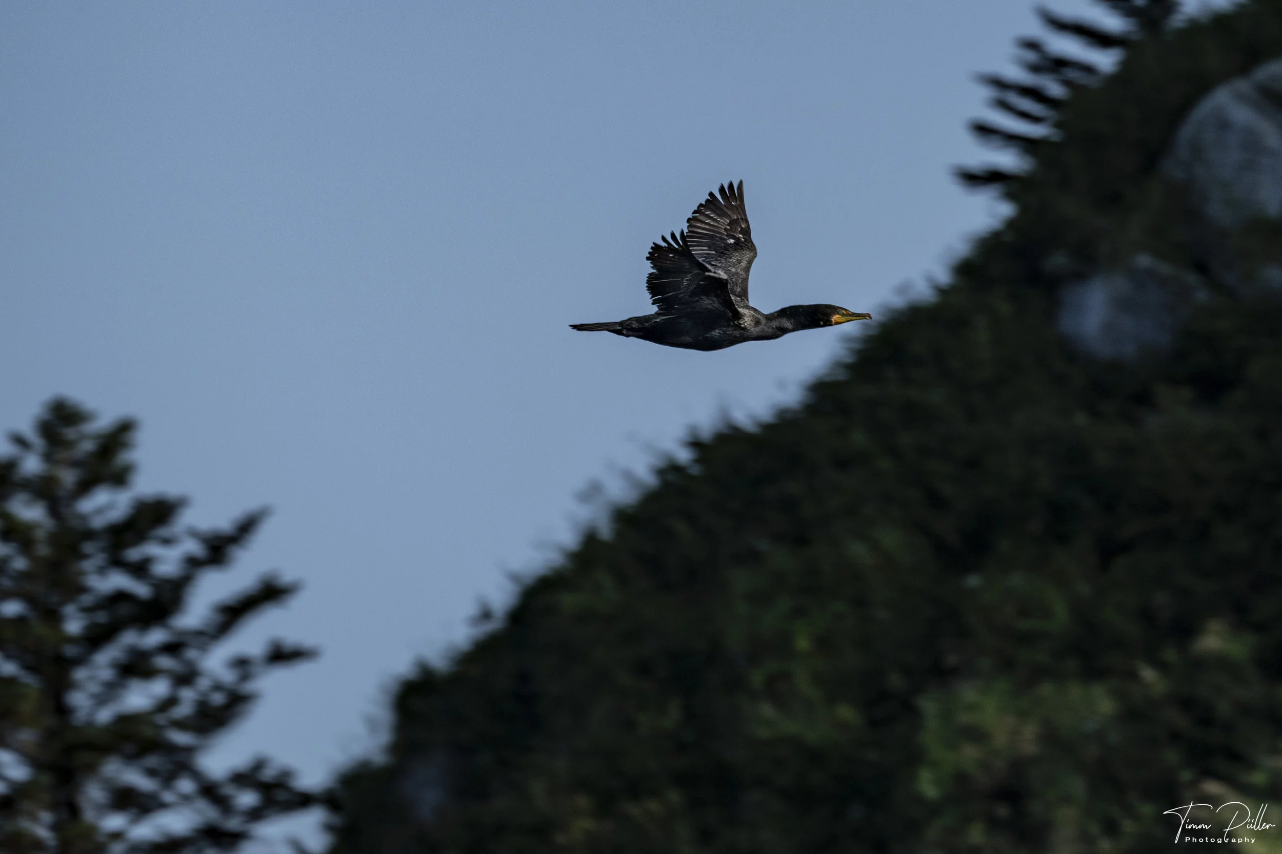 Z9W_2880
