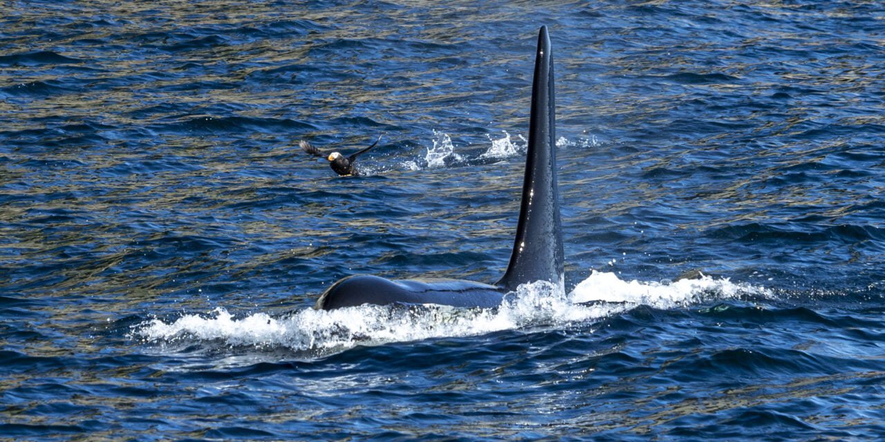 Alaska: Tag 37 – Whale Watching in Seward
