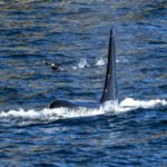 Alaska: Tag 37 – Whale Watching in Seward