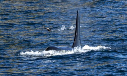 Alaska: Tag 37 – Whale Watching in Seward