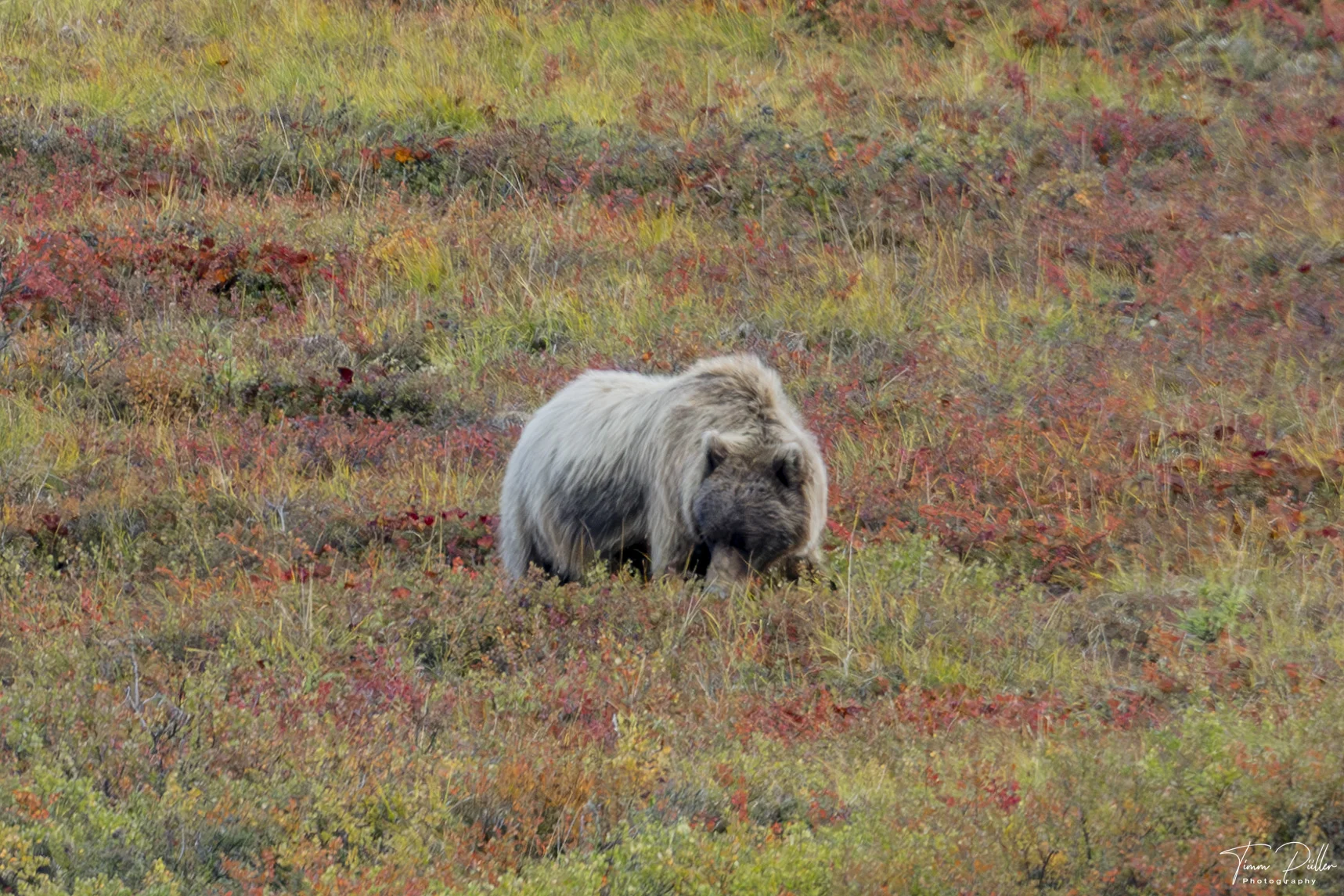 TimmsReisenLogo-Divi3