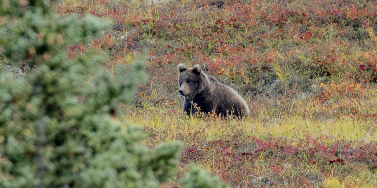 Alaska: Tag 44 – Denali IV: A Walk in the Park EXTENDED EDITION