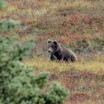 Alaska: Tag 44 – Denali IV: A Walk in the Park EXTENDED EDITION