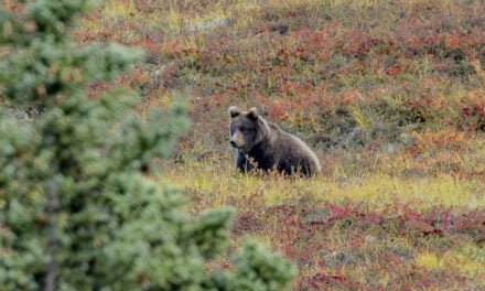 Alaska: Tag 44 – Denali IV: A Walk in the Park EXTENDED EDITION