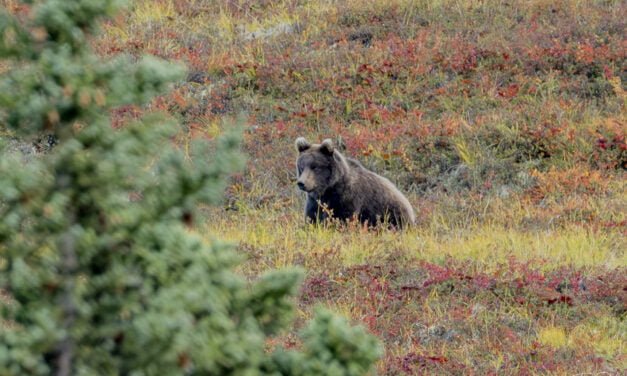 Alaska: Tag 44 – Denali IV: A Walk in the Park EXTENDED EDITION