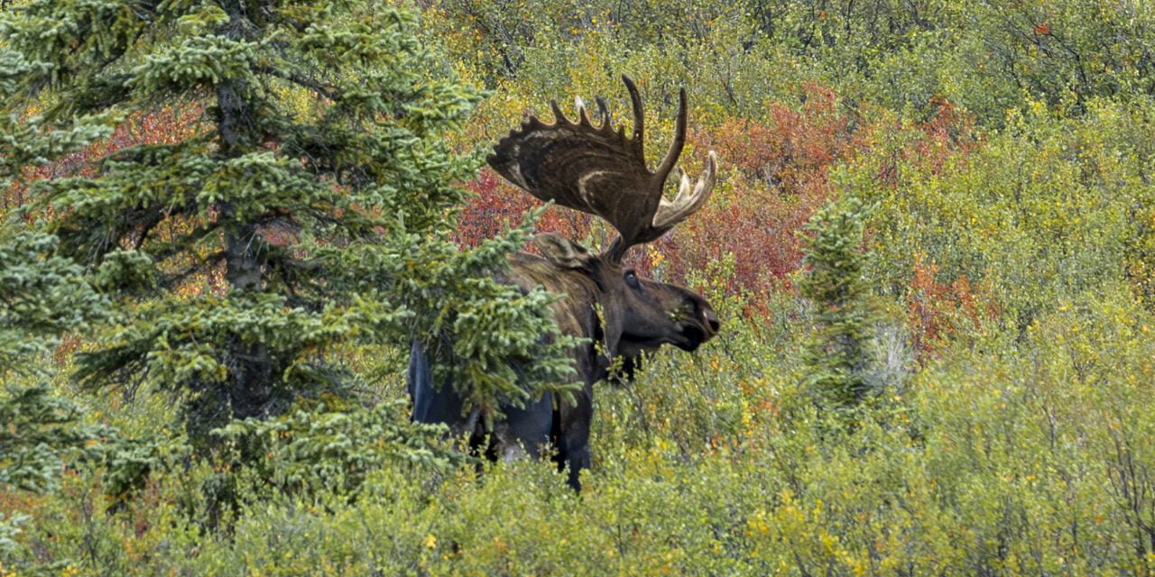 Alaska: Tag 45 – Goodbye Denali & auf nach Delta Jct.