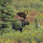 Alaska: Tag 45 – Goodbye Denali & auf nach Delta Jct.