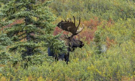 Alaska: Tag 45 – Goodbye Denali & auf nach Delta Jct.
