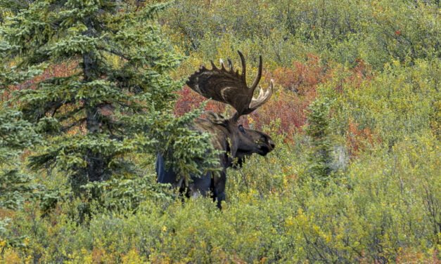 Alaska: Tag 45 – Goodbye Denali & auf nach Delta Jct.