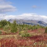 Yukon: Tag 49 – Rückkehr nach Alaska