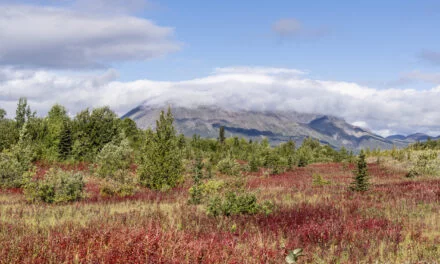 Yukon: Tag 49 – Rückkehr nach Alaska